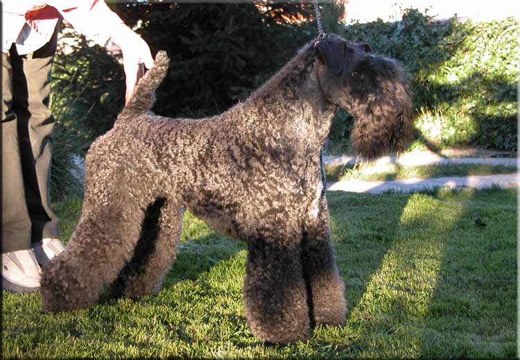 Kerry Blue Terrier de La Cadiera. La Codesalamanquesa de La Cadiera Kerry Blue Terrier de La Cadiera. La Codesalamanquesa de La Cadiera