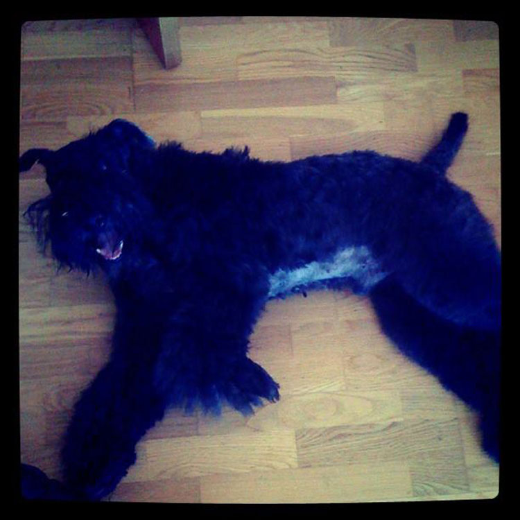 Kerry Blue Terrier de La Cadiera. Tango recién operado Kerry Blue Terrier de La Cadiera. Tango recién operado