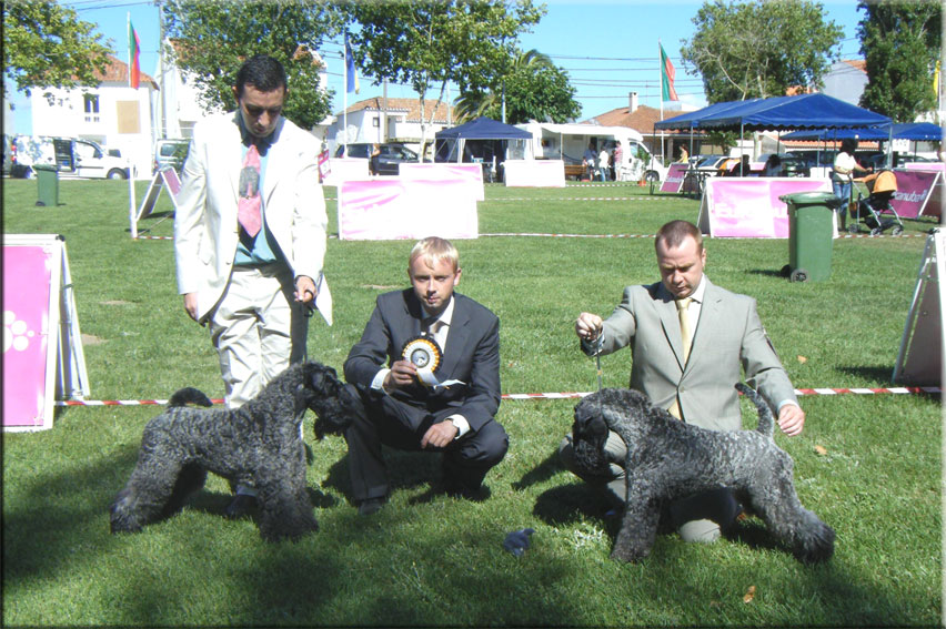 Kerry Blue Terrier de La Cadiera. Ch. Leto Atreides de La Cadiera & Ch. Kerrydom Court Justine for La Cadiera.