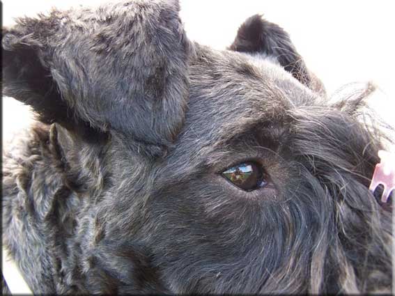 Kerry Blue Terrier de La Cadiera. Hada-Madrina de La Cadiera