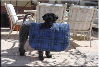 Kerry Blue Terrier de La Cadiera. Duke con su cama a cuestas Kerry Blue Terrier de La Cadiera. Duke con su cama a cuestas