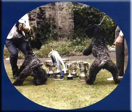 Kerry Blue Terrier de La Cadiera. Logotipo del Club del K.B.T. de Dublin.