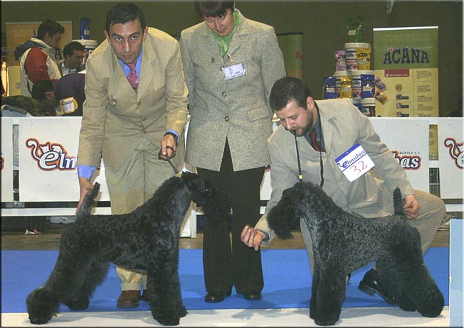 Kerry Blue Terrier de La Cadiera. Final Monografica C.E.K. Miguel Angel con Multi Ch. Amit De Futuro Box. Kerry Blue Terrier de La Cadiera. Final Monografica C.E.K. Miguel Angel con Multi Ch. Amit De Futuro Box.