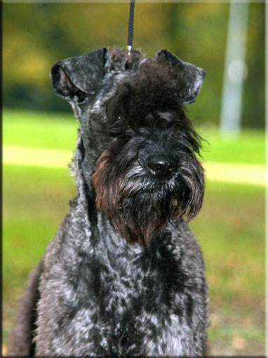 Kerry Blue Terrier de La Cadiera. Simply The Best de La Cadiera (Simply)