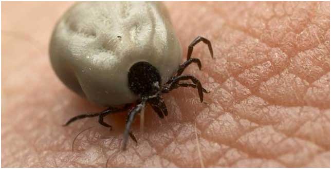Kerry Blue Terrier de La Cadiera. 