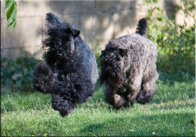 Kerry Blue Terrier de La Cadiera. Leto Atreides de La Cadiera & Irulan de La Cadiera. Kerry Blue Terrier de La Cadiera. Leto Atreides de La Cadiera & Irulan de La Cadiera.
