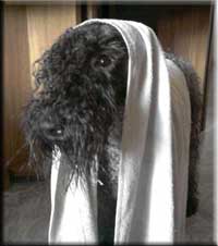 Kerry Blue Terrier de La Cadiera. 