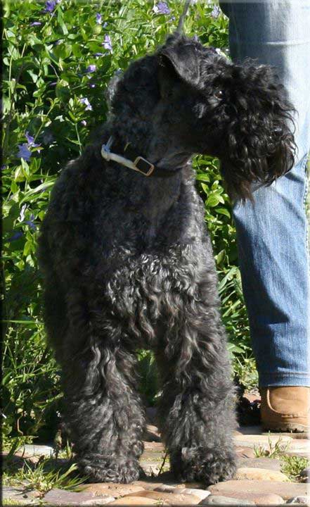 Kerry Blue Terrier de La Cadiera. Lucho con Piluca !