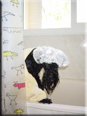 Kerry Blue Terrier de La Cadiera. 