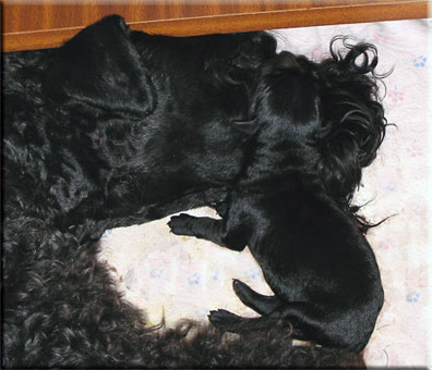 Kerry Blue Terrier de La Cadiera. La Juli con uno de sus cachorros.