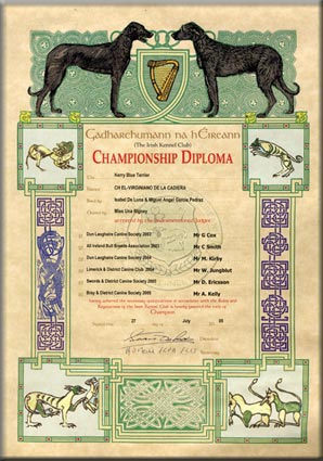 Kerry Blue Terrier de La Cadiera. Título Campeón de Irlanda