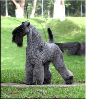 Kerry Blue Terrier de La Cadiera. MERCK propiedad de Barba Azul. Kerry Blue Terrier de La Cadiera. MERCK propiedad de Barba Azul.