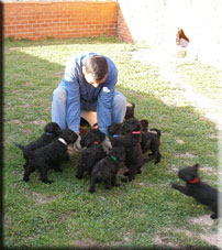 Kerry Blue Terrier de La Cadiera. Miguel Angel con cachorros
