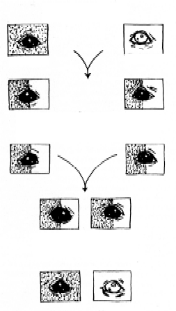 Kerry Blue Terrier de La Cadiera. 