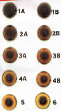 Kerry Blue Terrier de La Cadiera. 