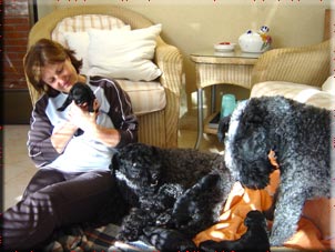 Kerry Blue Terrier de La Cadiera. Mª Sol con la camada 2D de Dina Kerry Blue Terrier de La Cadiera. Mª Sol con la camada 2D de Dina