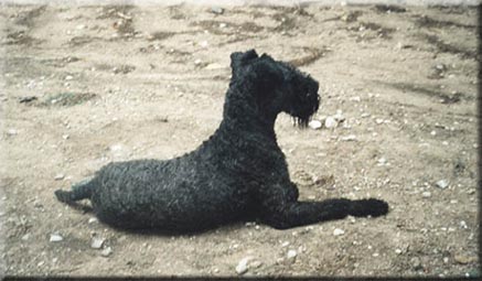 Kerry Blue Terrier de La Cadiera. Hermes de La Cadiera (Tariq) Kerry Blue Terrier de La Cadiera. Hermes de La Cadiera (Tariq)