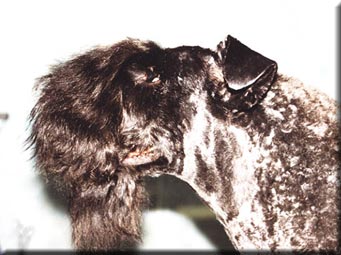 Kerry Blue Terrier de La Cadiera. Hermes de La Cadiera (Tariq) Kerry Blue Terrier de La Cadiera. Hermes de La Cadiera (Tariq)