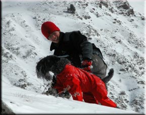 Kerry Blue Terrier de La Cadiera. Sonata de La Cadiera (Tilda) Kerry Blue Terrier de La Cadiera. Sonata de La Cadiera (Tilda)