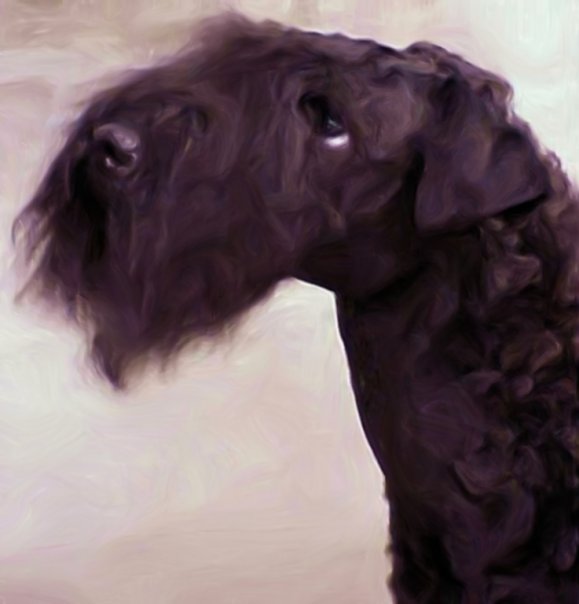 Kerry Blue Terrier de La Cadiera. Toni es la Multi Ch. Tologano de La Cadiera Kerry Blue Terrier de La Cadiera. Toni es la Multi Ch. Tologano de La Cadiera