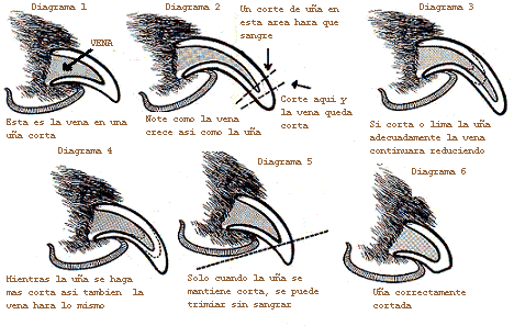 Kerry Blue Terrier de La Cadiera. 