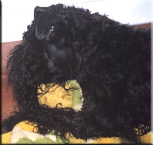 Kerry Blue Terrier de La Cadiera. Vinny mamando su manda favorita.