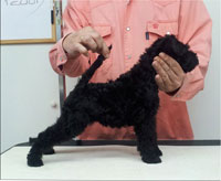 Kerry Blue Terrier de La Cadiera. La Cadiera Felicity Kerry Blue Terrier de La Cadiera. La Cadiera Felicity