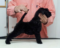 Kerry Blue Terrier de La Cadiera. La Cadiera Fenómeno Azul Kerry Blue Terrier de La Cadiera. La Cadiera Fenómeno Azul