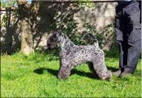 Kerry Blue Terrier de La Cadiera. Multi Viña Urdina de La Cadiera