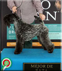 Kerry Blue Terrier de La Cadiera. Multi Ch. Viña Urdina de La Cadiera Kerry Blue Terrier de La Cadiera. Multi Ch. Viña Urdina de La Cadiera