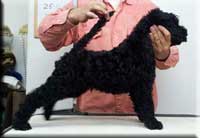 Kerry Blue Terrier de La Cadiera. Ambrosio de La Cadiera Kerry Blue Terrier de La Cadiera. Ambrosio de La Cadiera