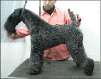 Kerry Blue Terrier de La Cadiera. Ch. Amit De Futuro Box at La Cadiera Kerry Blue Terrier de La Cadiera. Ch. Amit De Futuro Box at La Cadiera