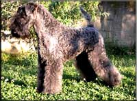 Kerry Blue Terrier de La Cadiera. Balada de La Cadiera