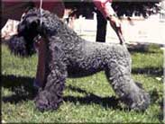 Kerry Blue Terrier de La Cadiera. Baila Princesa de Chapeau Terrier at La Cadiera