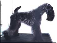 Kerry Blue Terrier de La Cadiera. Ch. Uberta de La Cadiera Kerry Blue Terrier de La Cadiera. Ch. Uberta de La Cadiera