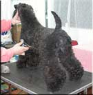 Kerry Blue Terrier de La Cadiera. Ch. Bahia D Kerry Blue Terrier de La Cadiera. Ch. Bahia D
