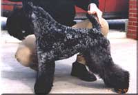 Kerry Blue Terrier de La Cadiera. Sorbete de Limón de La Cadiera Kerry Blue Terrier de La Cadiera. Sorbete de Limón de La Cadiera