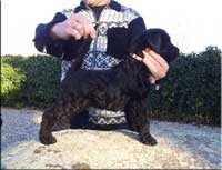 Kerry Blue Terrier de La Cadiera. Ch. La Cadiera Diamonds Are Forever Kerry Blue Terrier de La Cadiera. Ch. La Cadiera Diamonds Are Forever