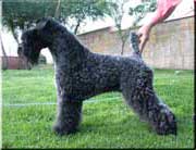 Kerry Blue Terrier de La Cadiera. 
