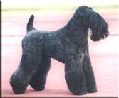 Kerry Blue Terrier de La Cadiera. Kiko Veneno de La Cadiera Kerry Blue Terrier de La Cadiera. Kiko Veneno de La Cadiera