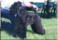 Kerry Blue Terrier de La Cadiera. Multi Ch. Vaya-Tela de La Cadiera Kerry Blue Terrier de La Cadiera. Multi Ch. Vaya-Tela de La Cadiera