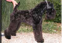 Kerry Blue Terrier de La Cadiera. El B.I.S. de La Cadiera Kerry Blue Terrier de La Cadiera. El B.I.S. de La Cadiera