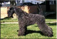 Kerry Blue Terrier de La Cadiera. Under My Umbrella Ella Ella de La Cadiera Kerry Blue Terrier de La Cadiera. Under My Umbrella Ella Ella de La Cadiera