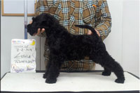Kerry Blue Terrier de La Cadiera. La Cadiera Estela Plateada Kerry Blue Terrier de La Cadiera. La Cadiera Estela Plateada