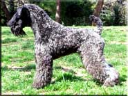 Kerry Blue Terrier de La Cadiera. Ch. Fashion de La Cadiera Kerry Blue Terrier de La Cadiera. Ch. Fashion de La Cadiera