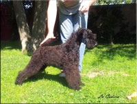 Kerry Blue Terrier de La Cadiera. La Cadiera Furia Española Kerry Blue Terrier de La Cadiera. La Cadiera Furia Española