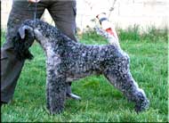 Kerry Blue Terrier de La Cadiera. Gari Baldi de La Cadiera Kerry Blue Terrier de La Cadiera. Gari Baldi de La Cadiera