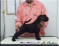 Kerry Blue Terrier de La Cadiera. La Cadiera Geisha Kerry Blue Terrier de La Cadiera. La Cadiera Geisha