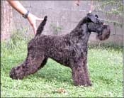 Kerry Blue Terrier de La Cadiera. Glamour de La Cadiera - Trini (con 6 meses)