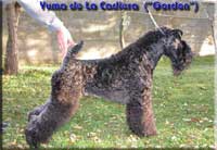 Kerry Blue Terrier de La Cadiera. Yuma de La Cadiera Kerry Blue Terrier de La Cadiera. Yuma de La Cadiera